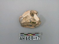 藏品(貝類)的圖片